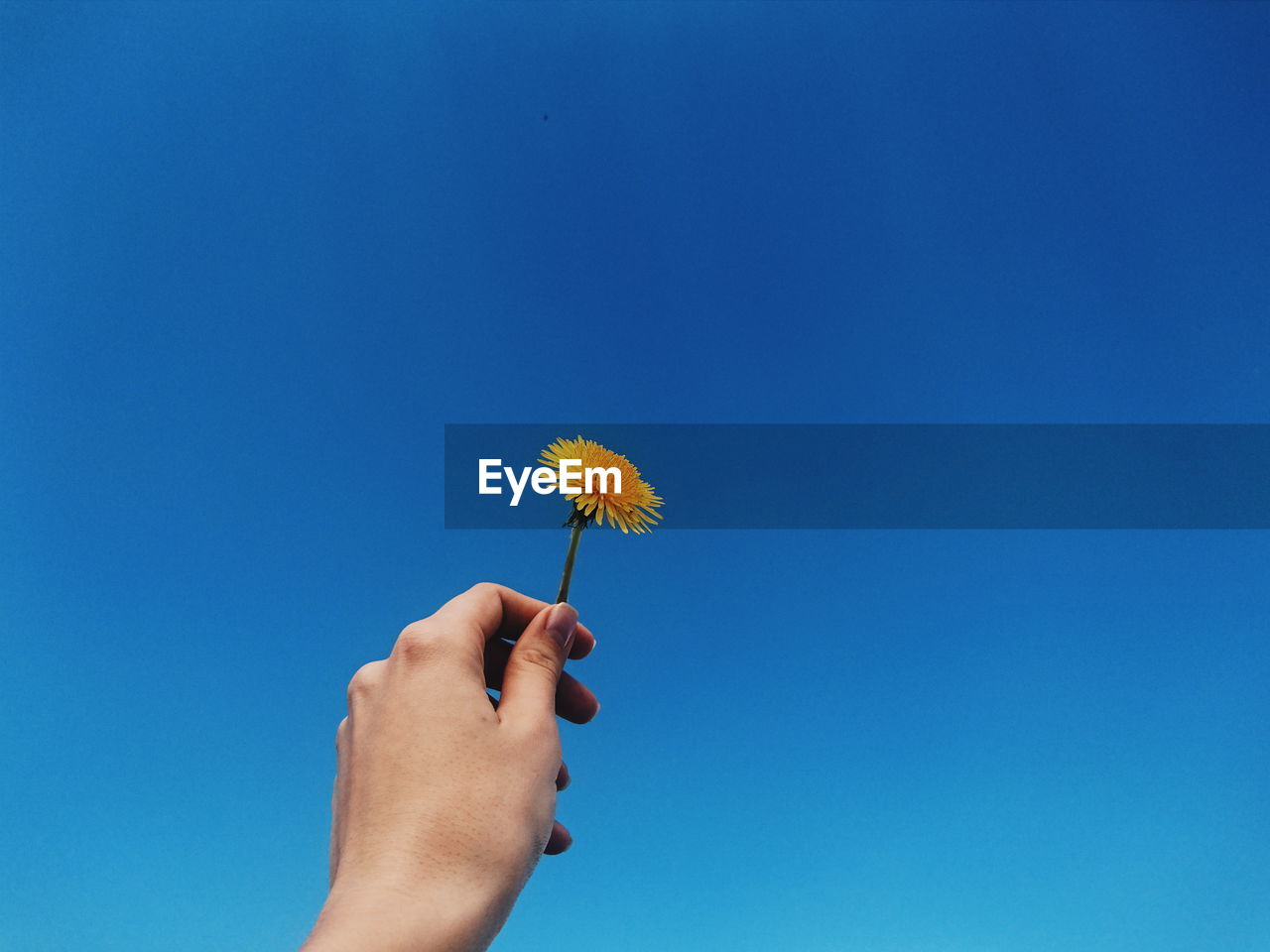 Close-up of hand holding flower against blue sky