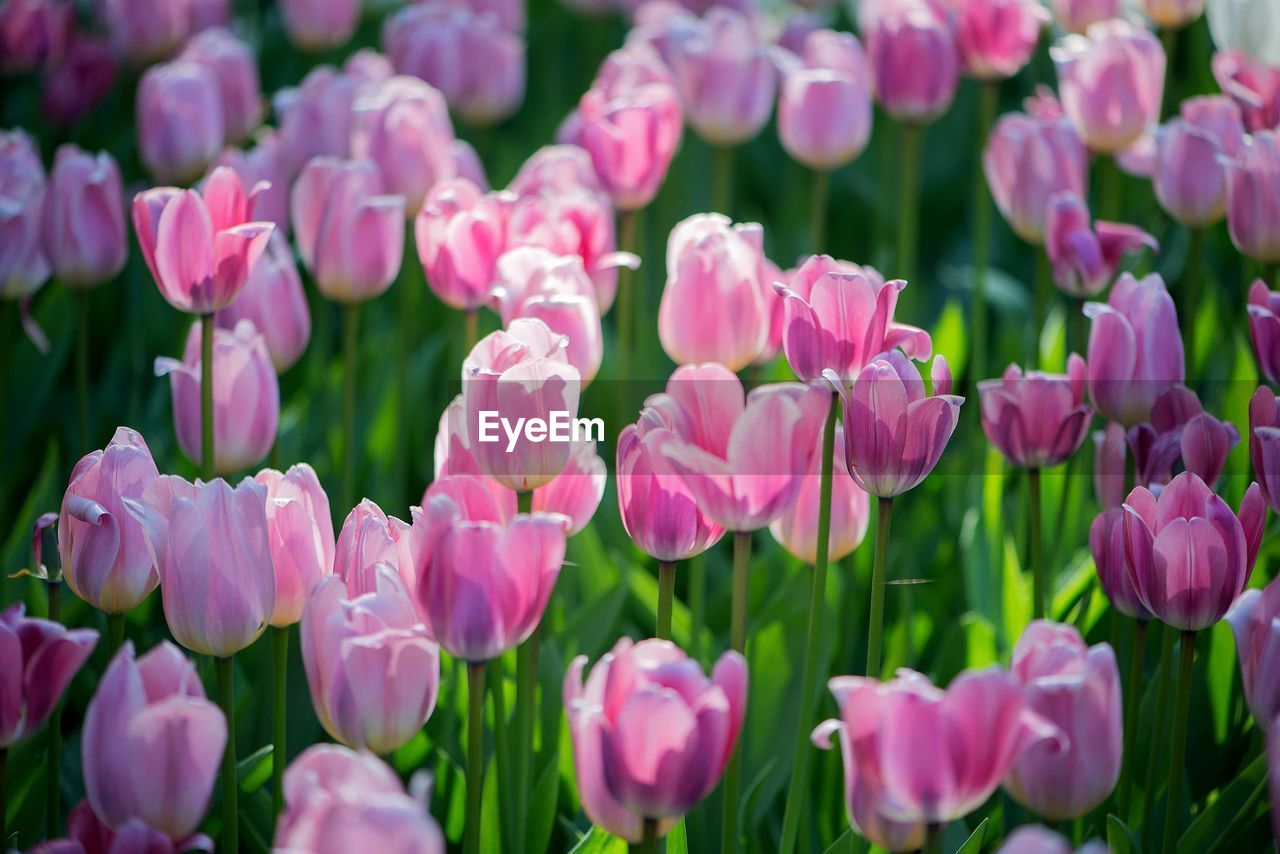 Field of colorful tulips