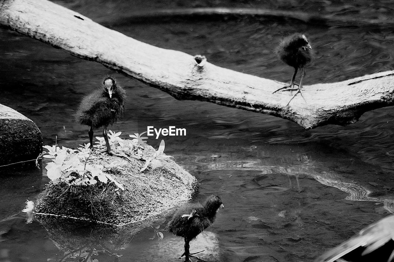 HIGH ANGLE VIEW OF A BIRD PERCHING ON LAKE