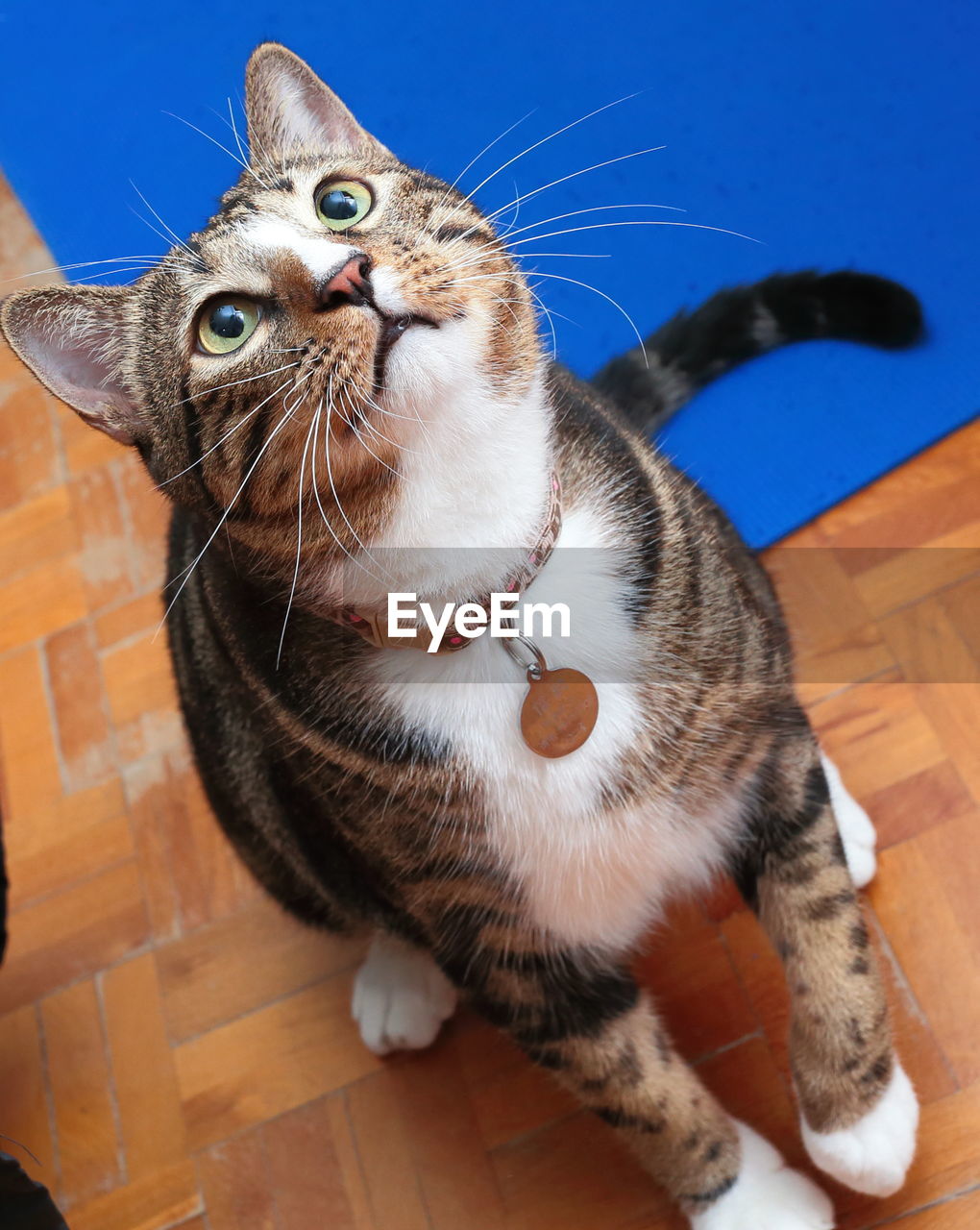 PORTRAIT OF CAT SITTING ON FLOOR
