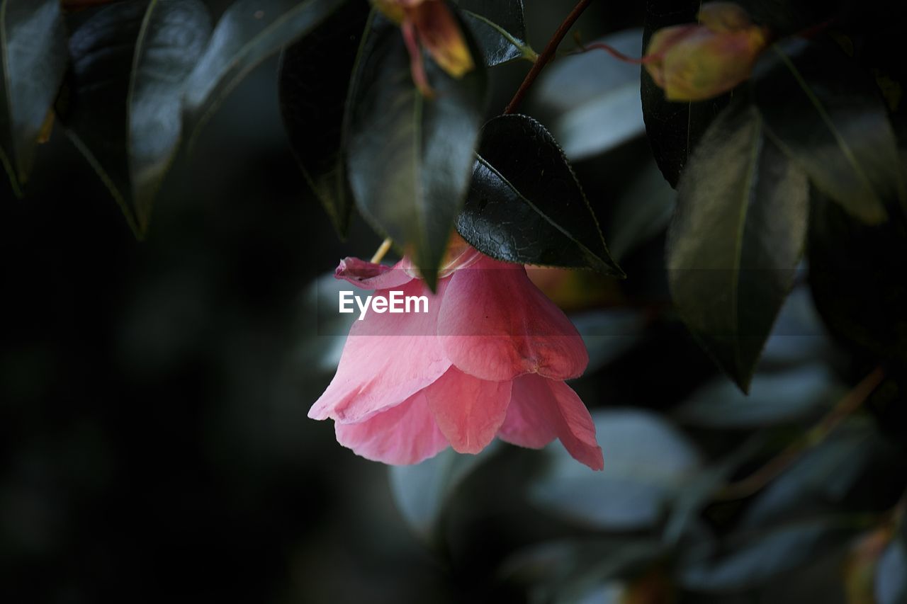 Close-up of pink flowering plant