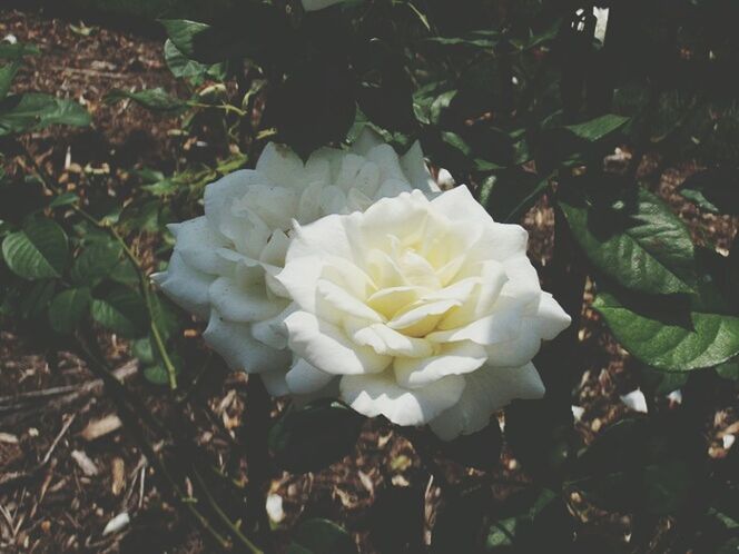 CLOSE-UP OF WHITE FLOWERS BLOOMING OUTDOORS