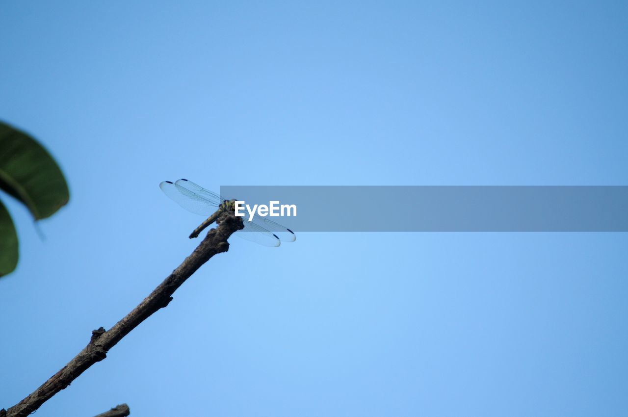 LOW ANGLE VIEW OF BIRD ON STREET LIGHT AGAINST CLEAR BLUE SKY