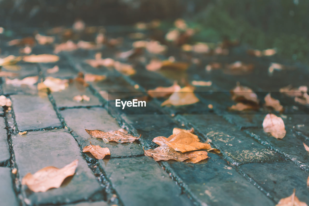 Fallen leaves on footpath