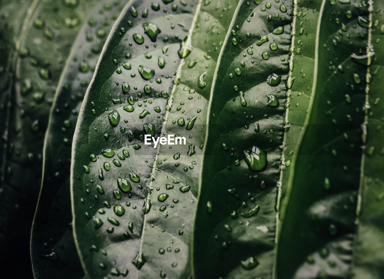 Close-up of wet leaves on rainy day