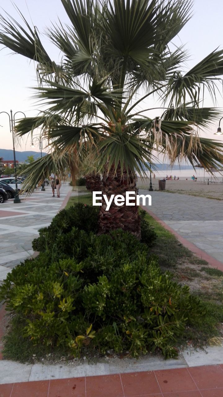 PALM TREES BY SEA AGAINST SKY