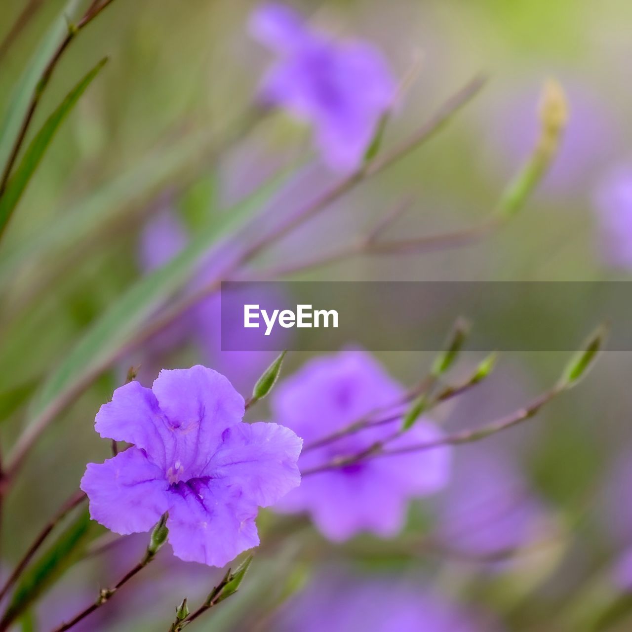 Close-up of purple flowering plant