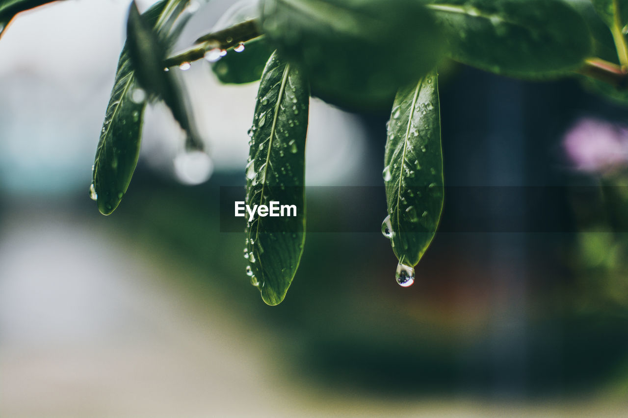 Close-up of raindrops on leaf