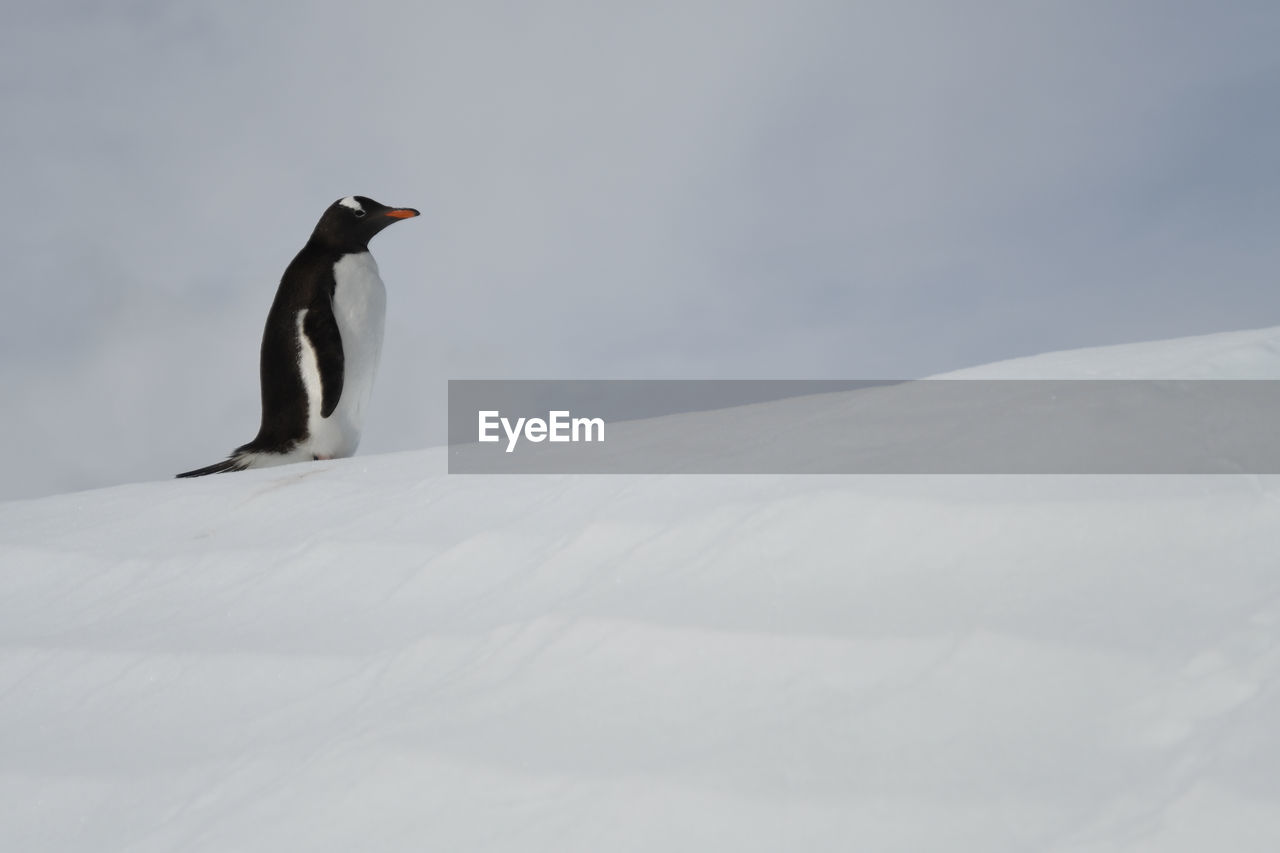 Side view of penguin on snow