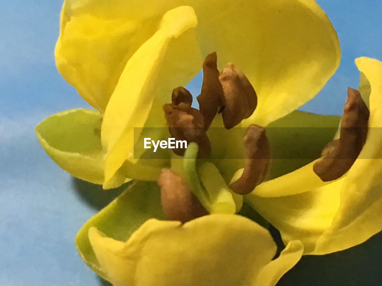 CLOSE-UP OF YELLOW FLOWER