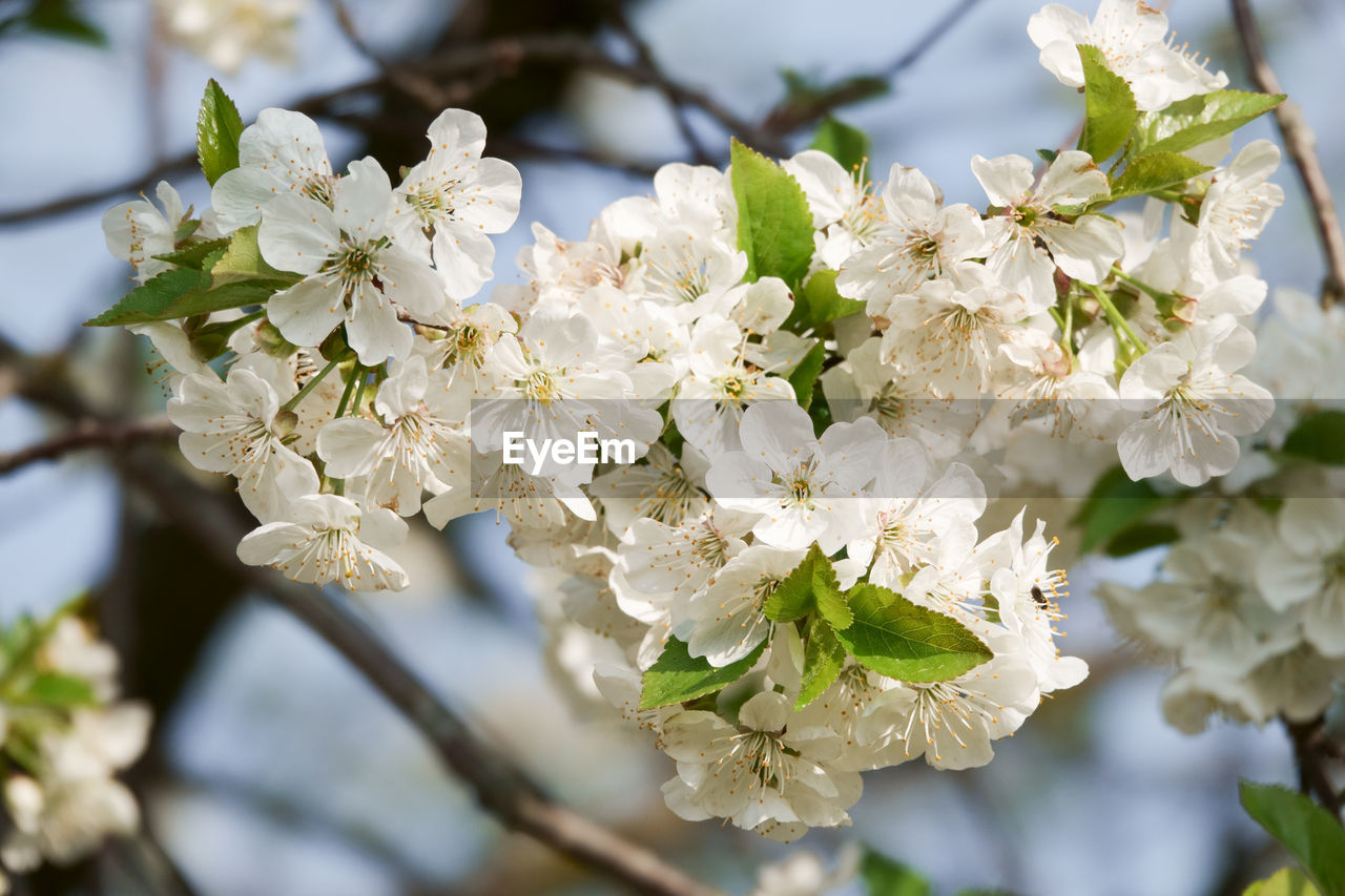 CLOSE-UP OF WHITE CHERRY BLOSSOMS ON TREE