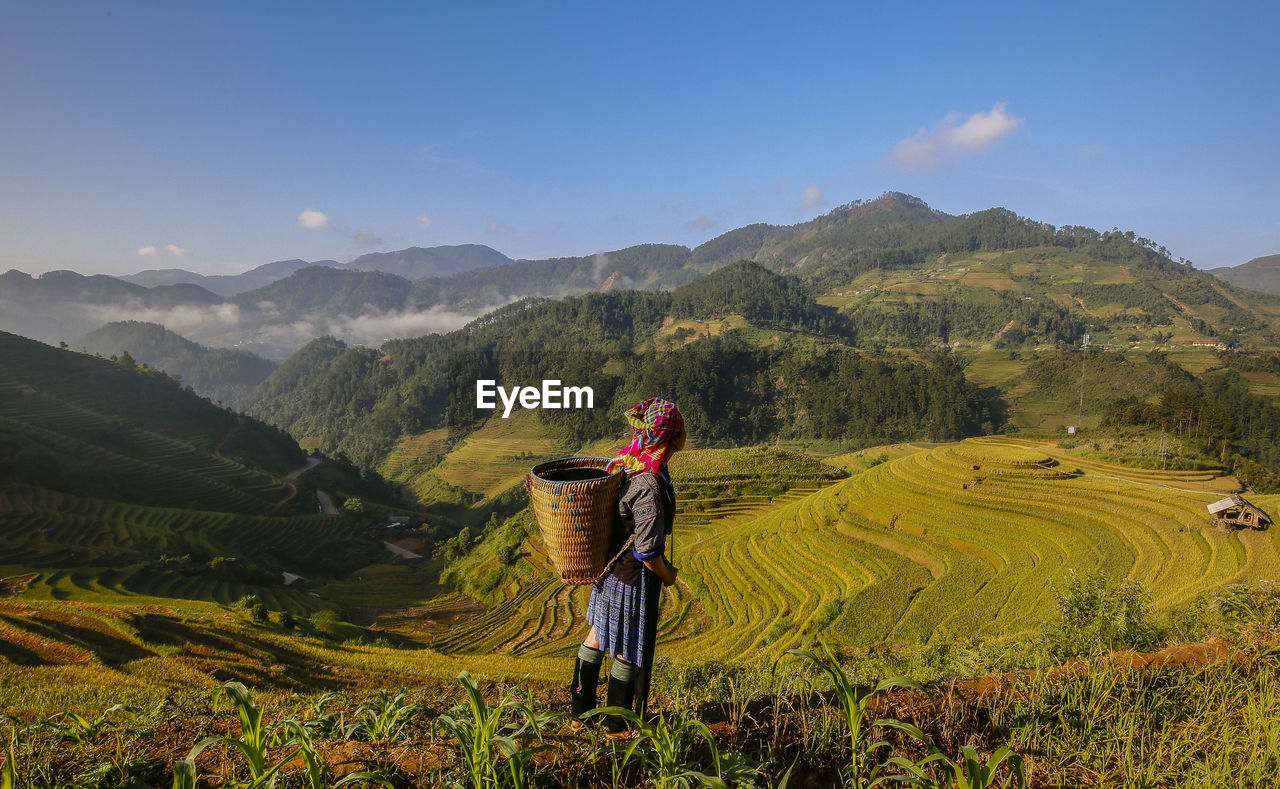 Ripe rice harvest in mu cang chai, vietnam