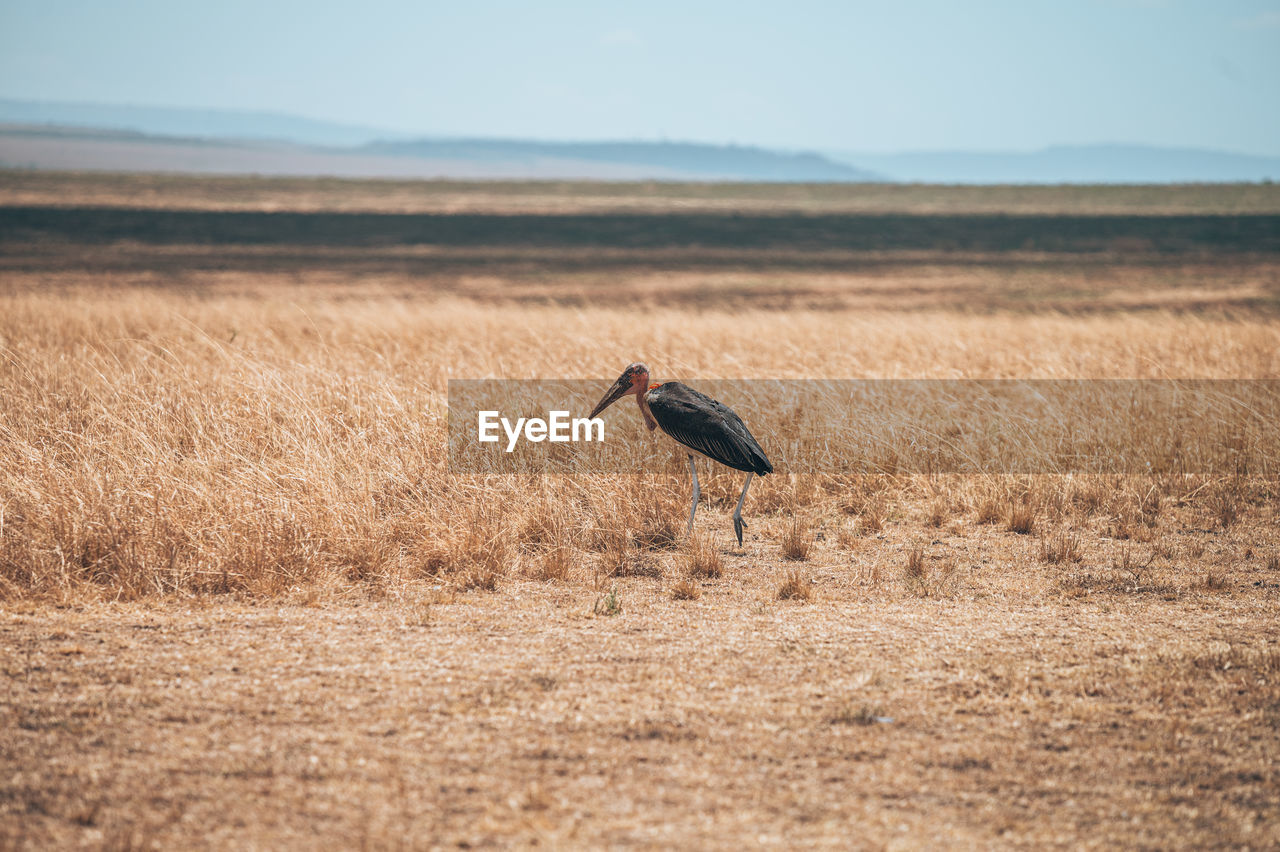 View of bird on land