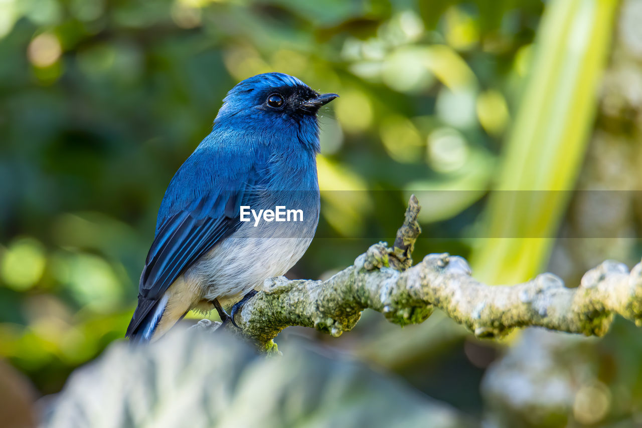 CLOSE-UP OF A BIRD PERCHING ON TREE