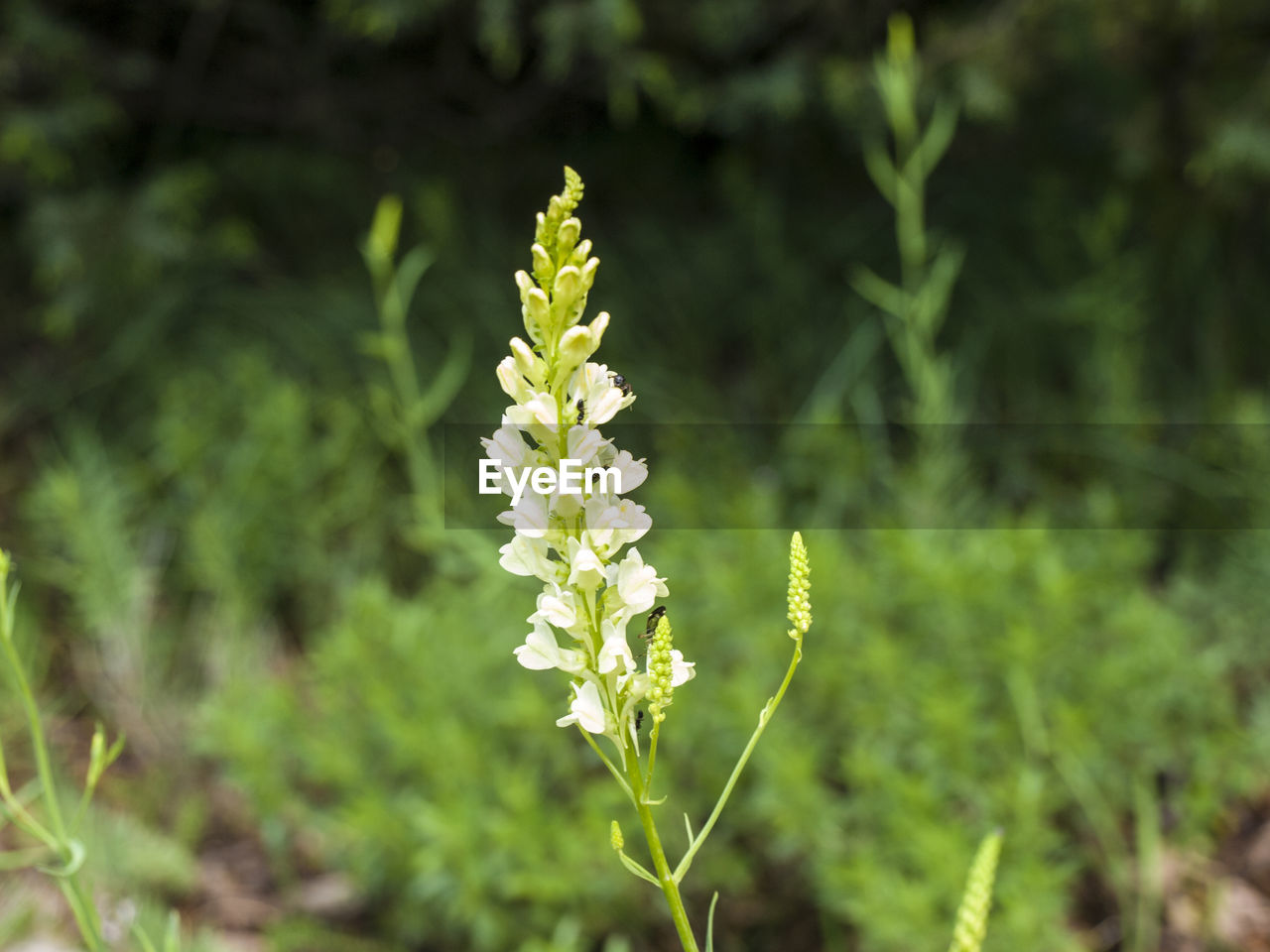 CLOSE-UP OF FLOWERING PLANT ON LAND