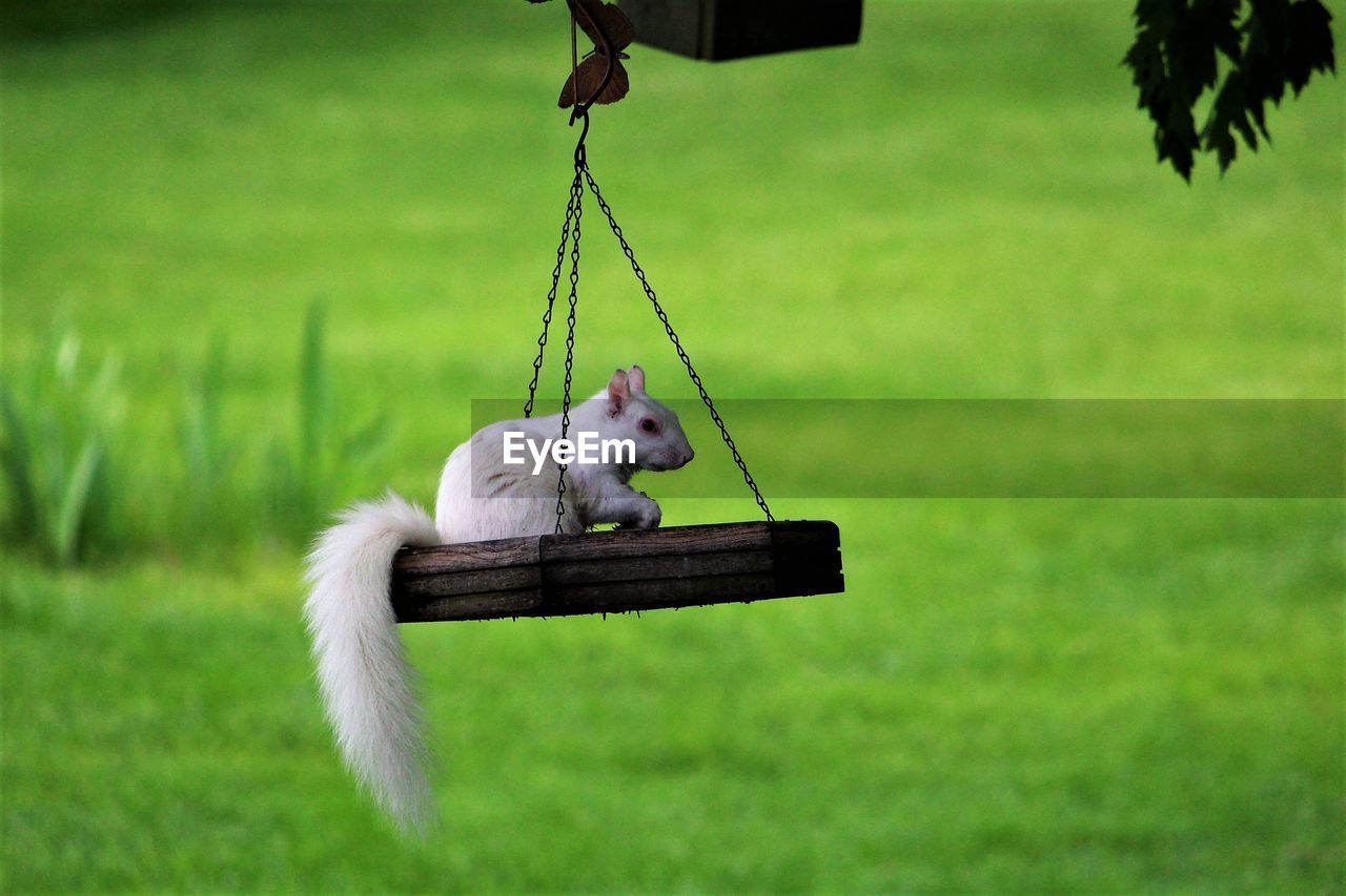 Side view of a albino squirrel on swing