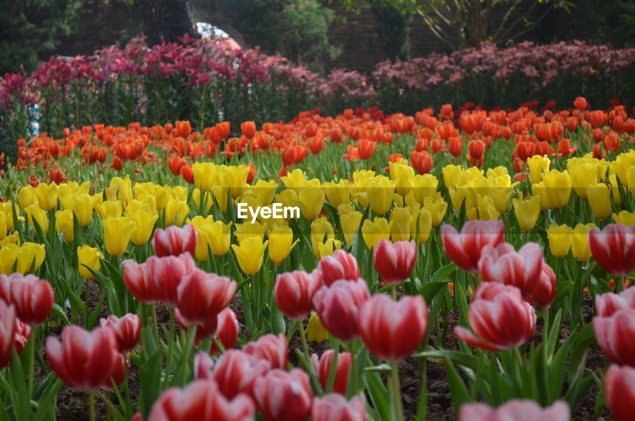 Close-up of tulips in field