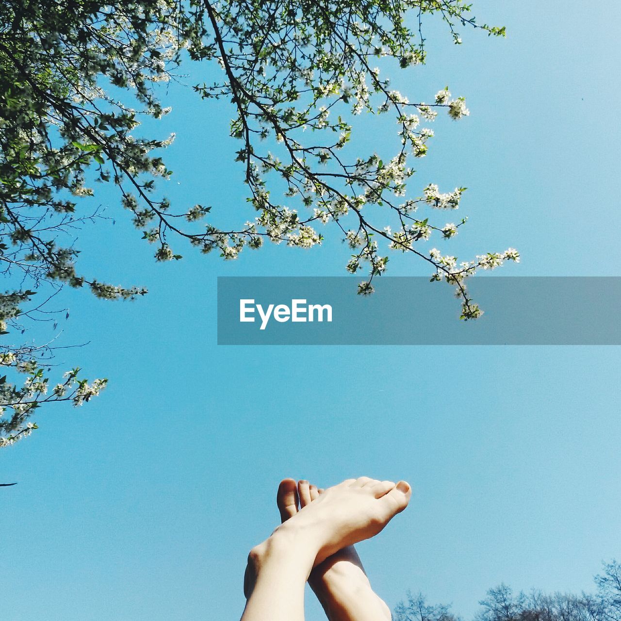 Low angle view of tree and human feet against clear blue sky