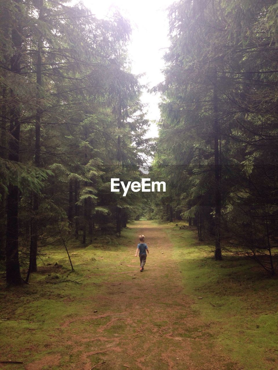 Rear view of boy walking on field in forest