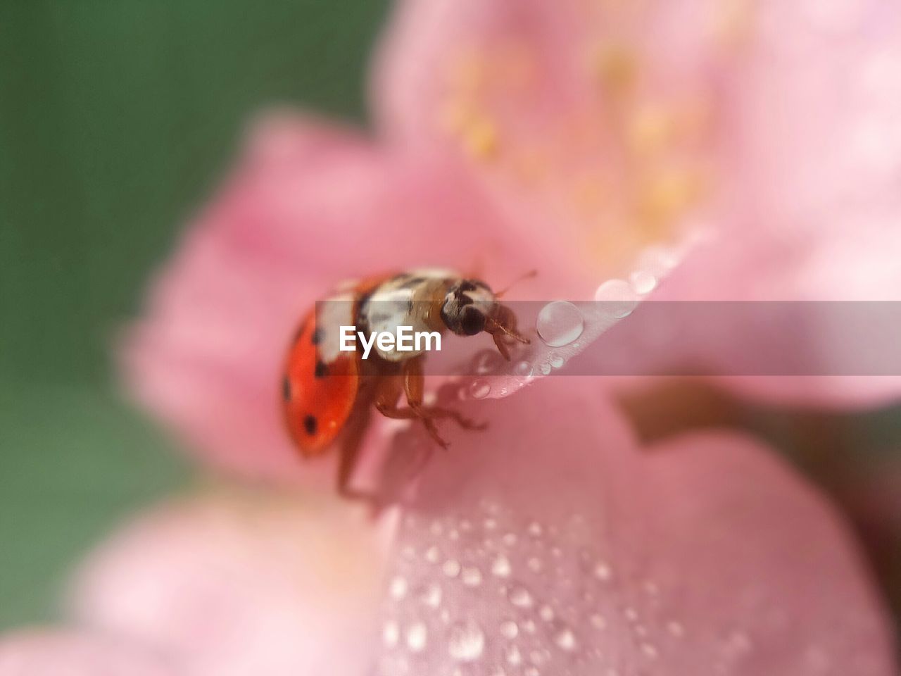 Macro shot of ladybug on flower