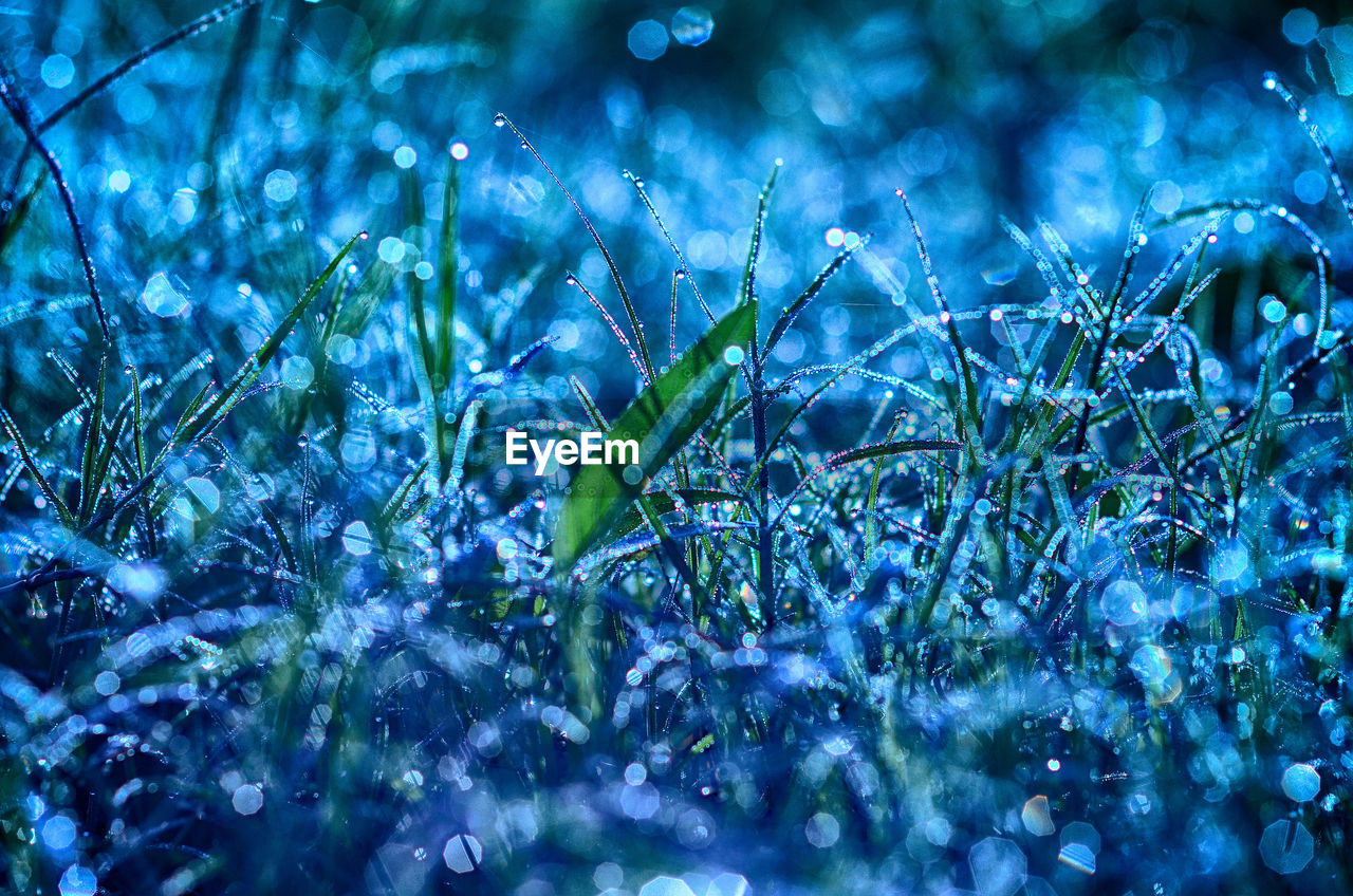 Close-up of wet flowers on field