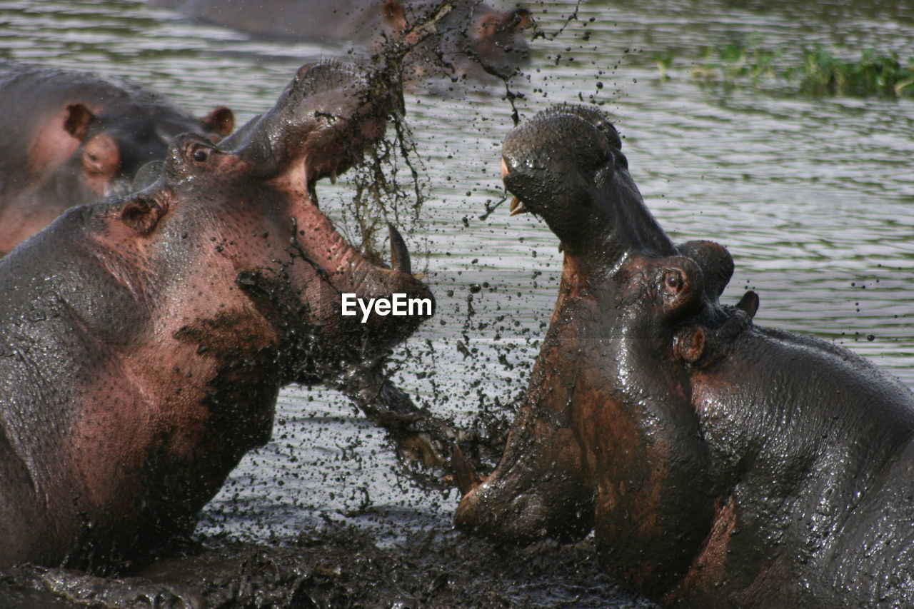 Closeup of two hippopotamus fighting in mud in waterhole inside ngorongoro crater, tanzania.