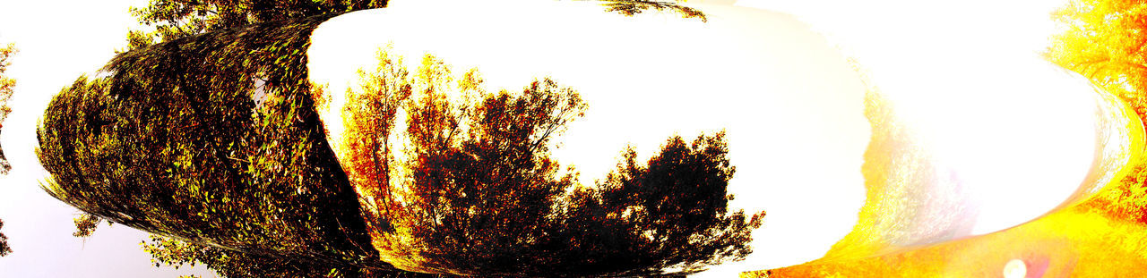 LOW ANGLE VIEW OF TREES AGAINST SKY