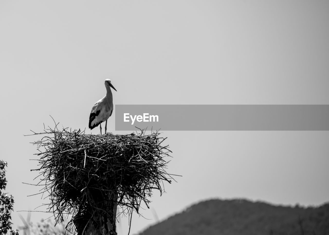 LOW ANGLE VIEW OF BIRD PERCHING ON NEST