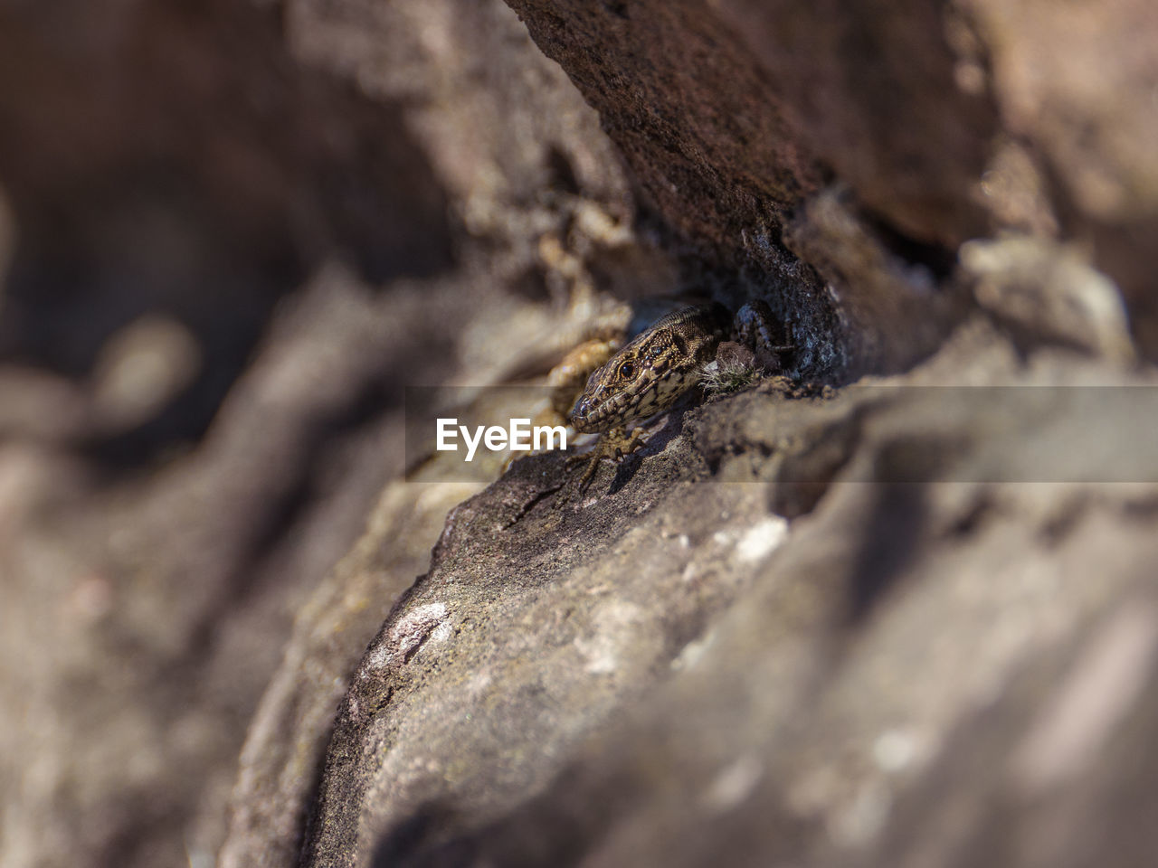 CLOSE-UP OF INSECT ON TREE