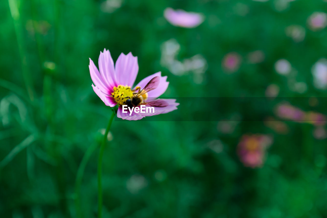flower, flowering plant, plant, freshness, beauty in nature, flower head, fragility, petal, garden cosmos, close-up, nature, green, inflorescence, pink, macro photography, growth, grass, focus on foreground, pollen, cosmos, meadow, no people, field, outdoors, daisy, cosmos flower, summer, botany, wildflower, day, springtime, insect