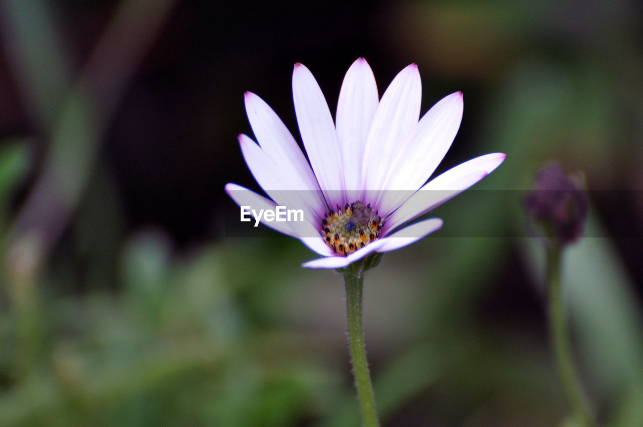 Close-up of purple flower growing on field