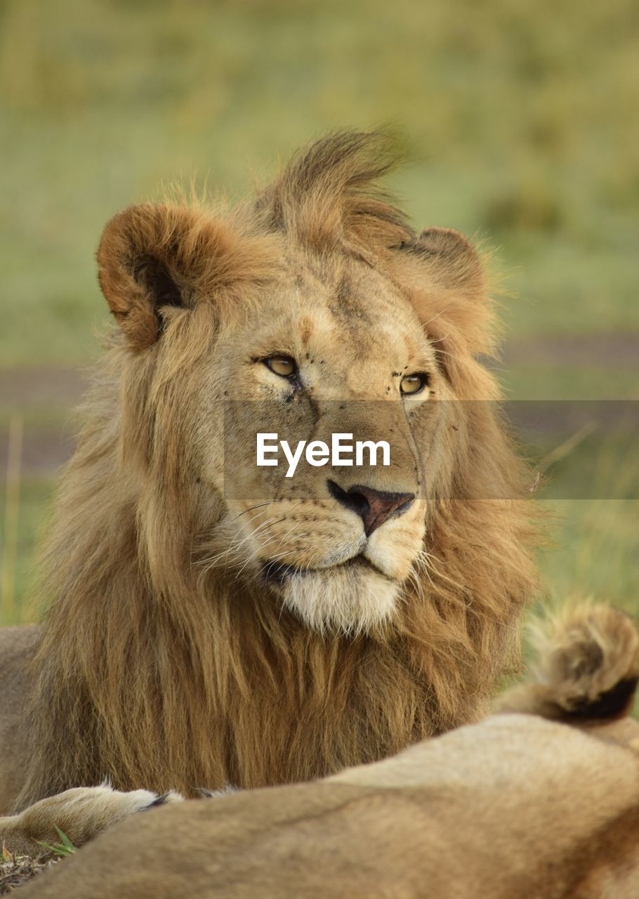 Close up portrait of lion with his his mate laying in grassland