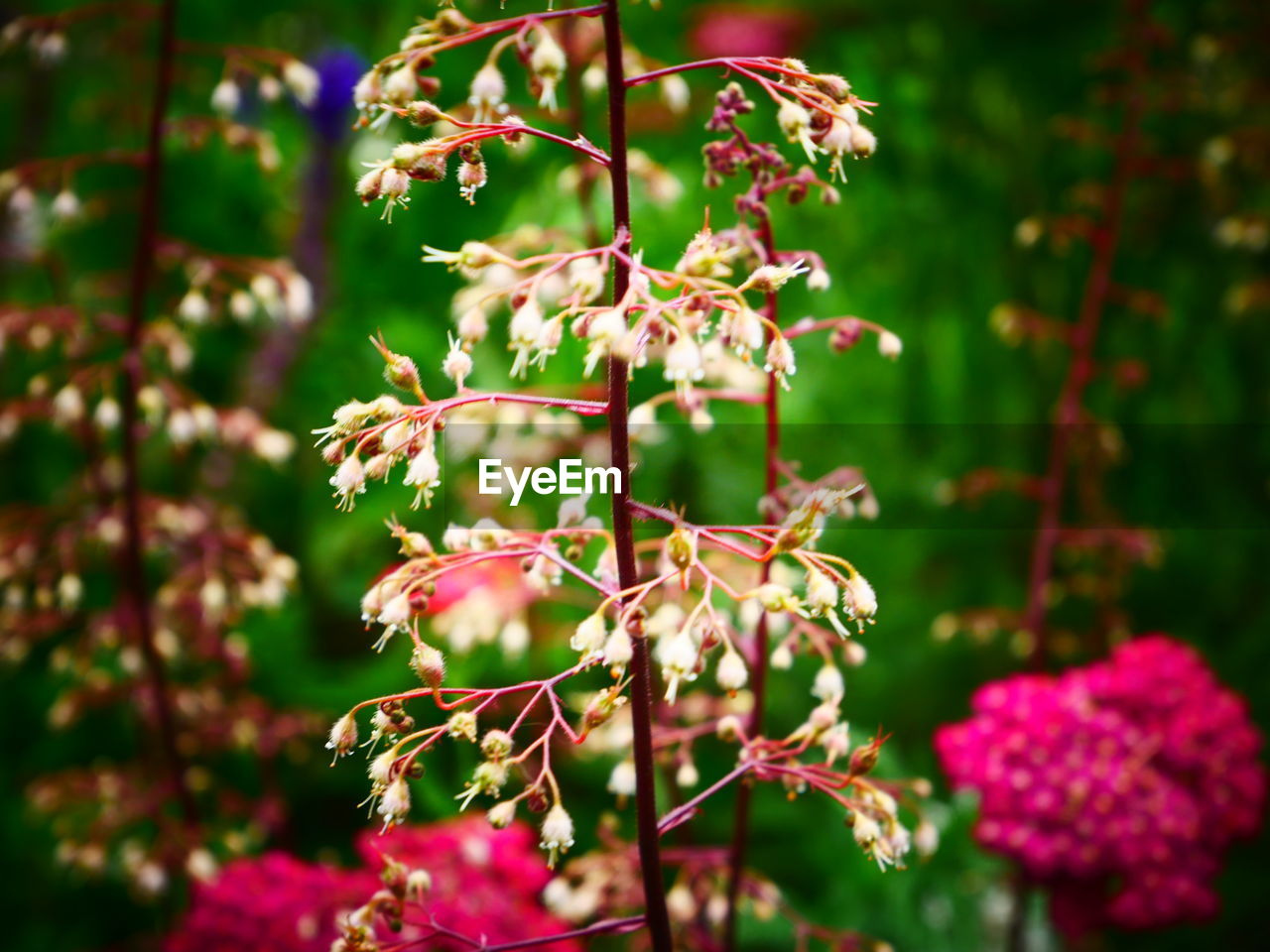 CLOSE-UP OF FLOWERING PLANTS