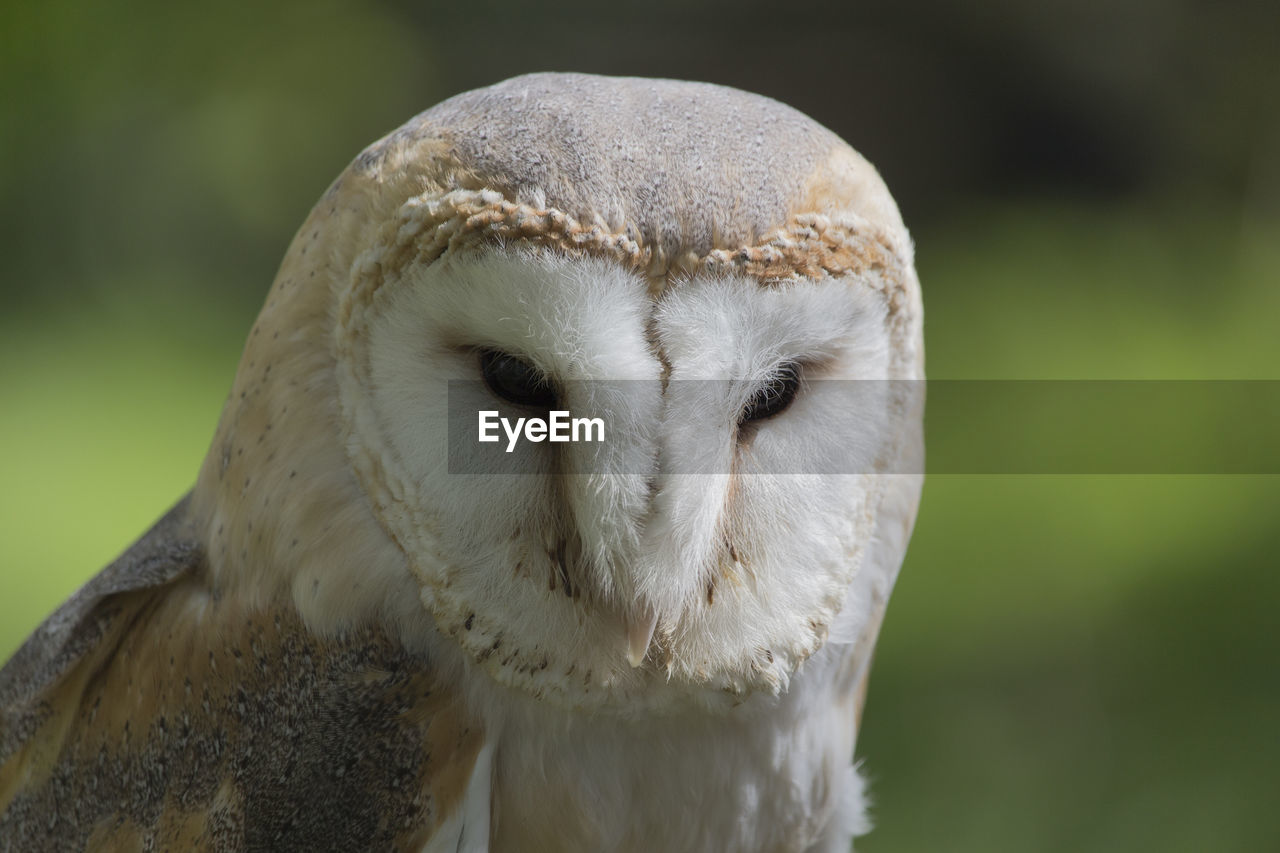 Close-up of an owl