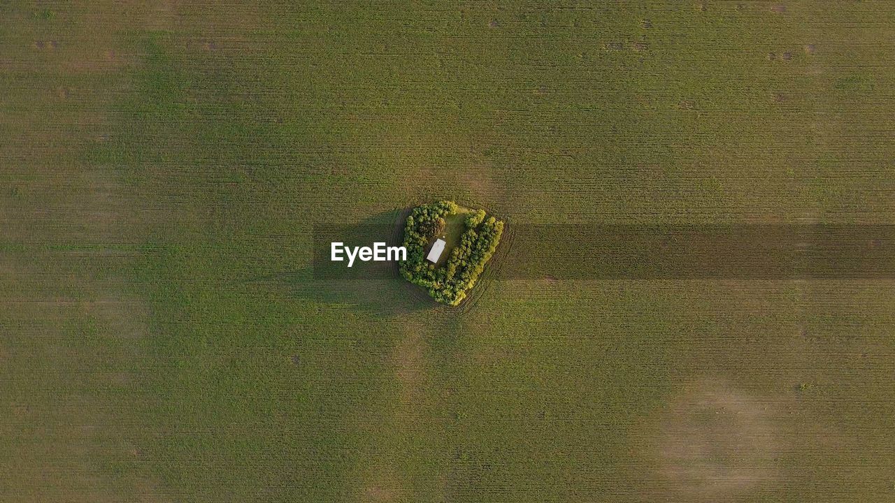 HIGH ANGLE VIEW OF RICE PADDY ON LAND