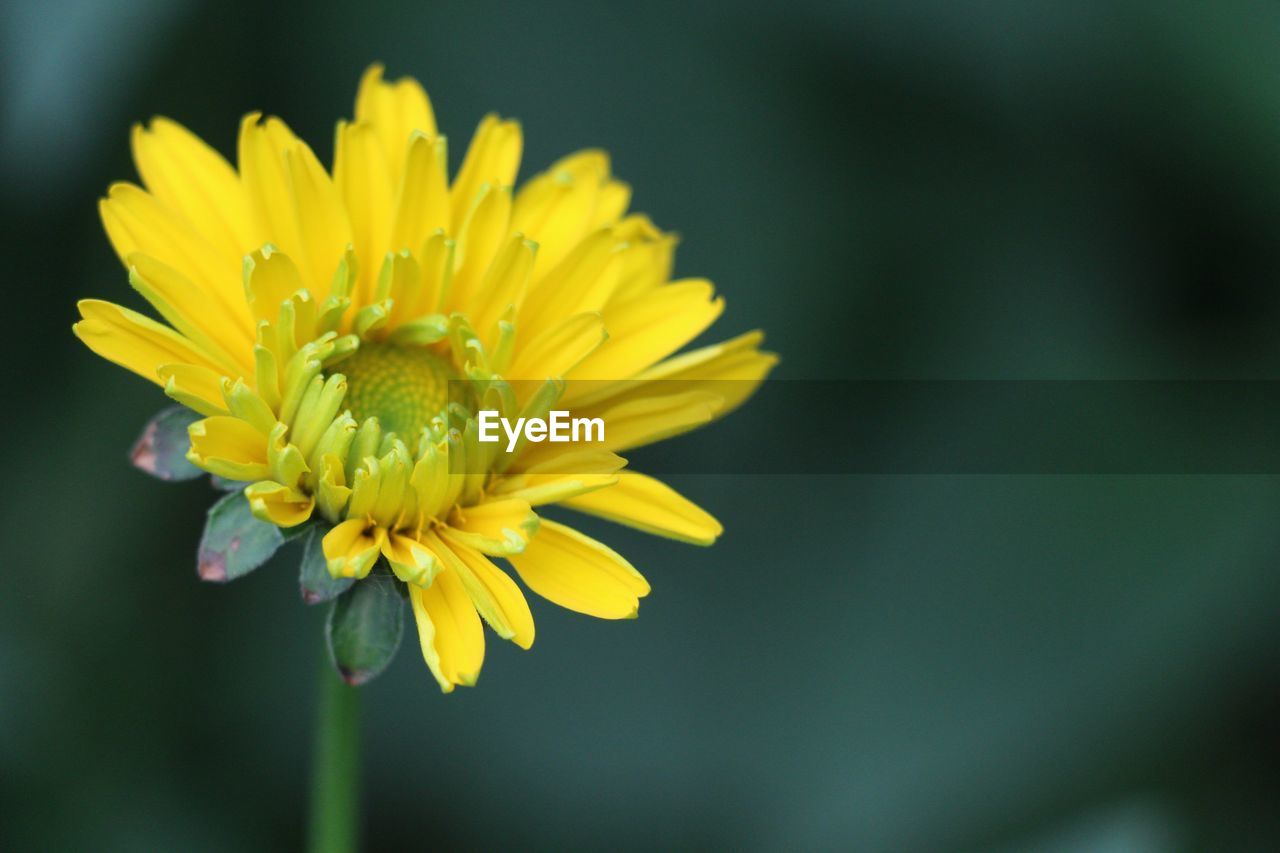 Close-up of yellow flower