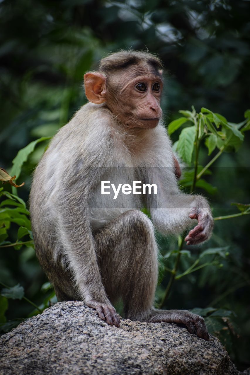 VIEW OF MONKEY SITTING ON ROCK