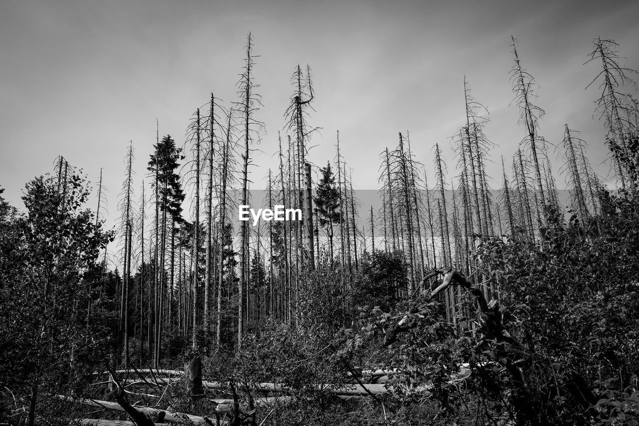 Low angle view of trees in forest against sky