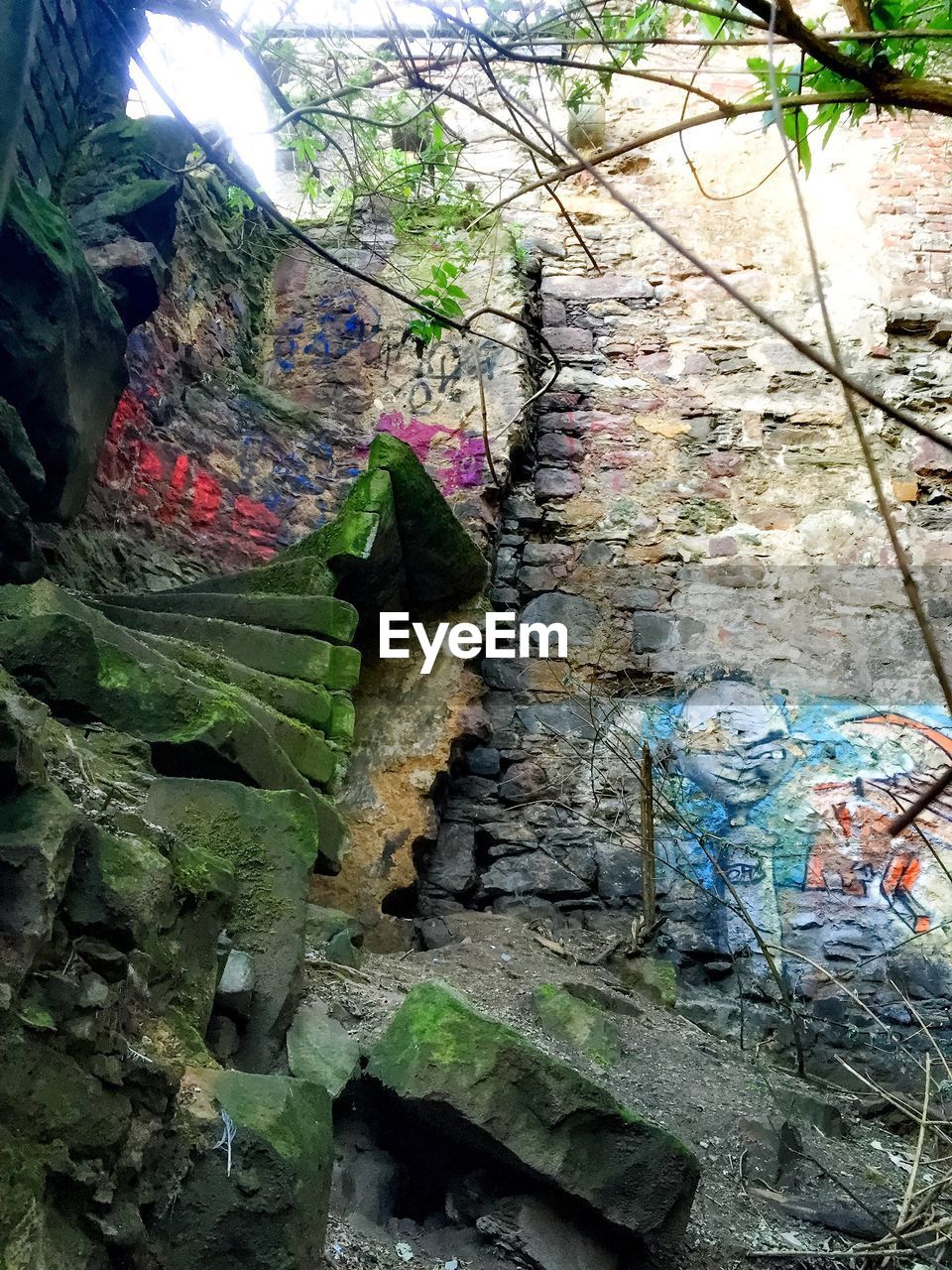 PLANTS GROWING ON WALL