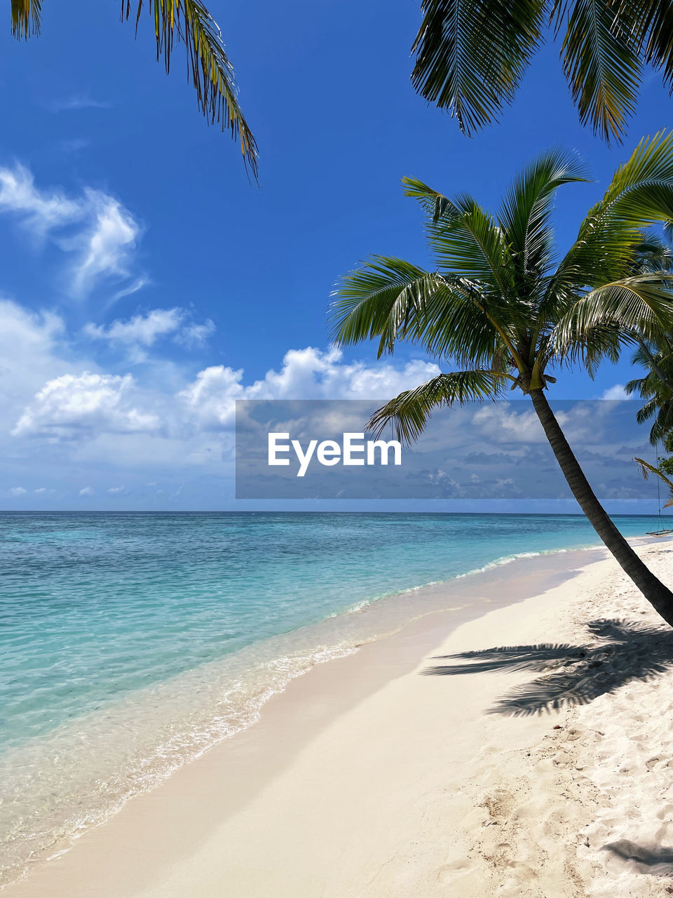 palm tree on beach against sky