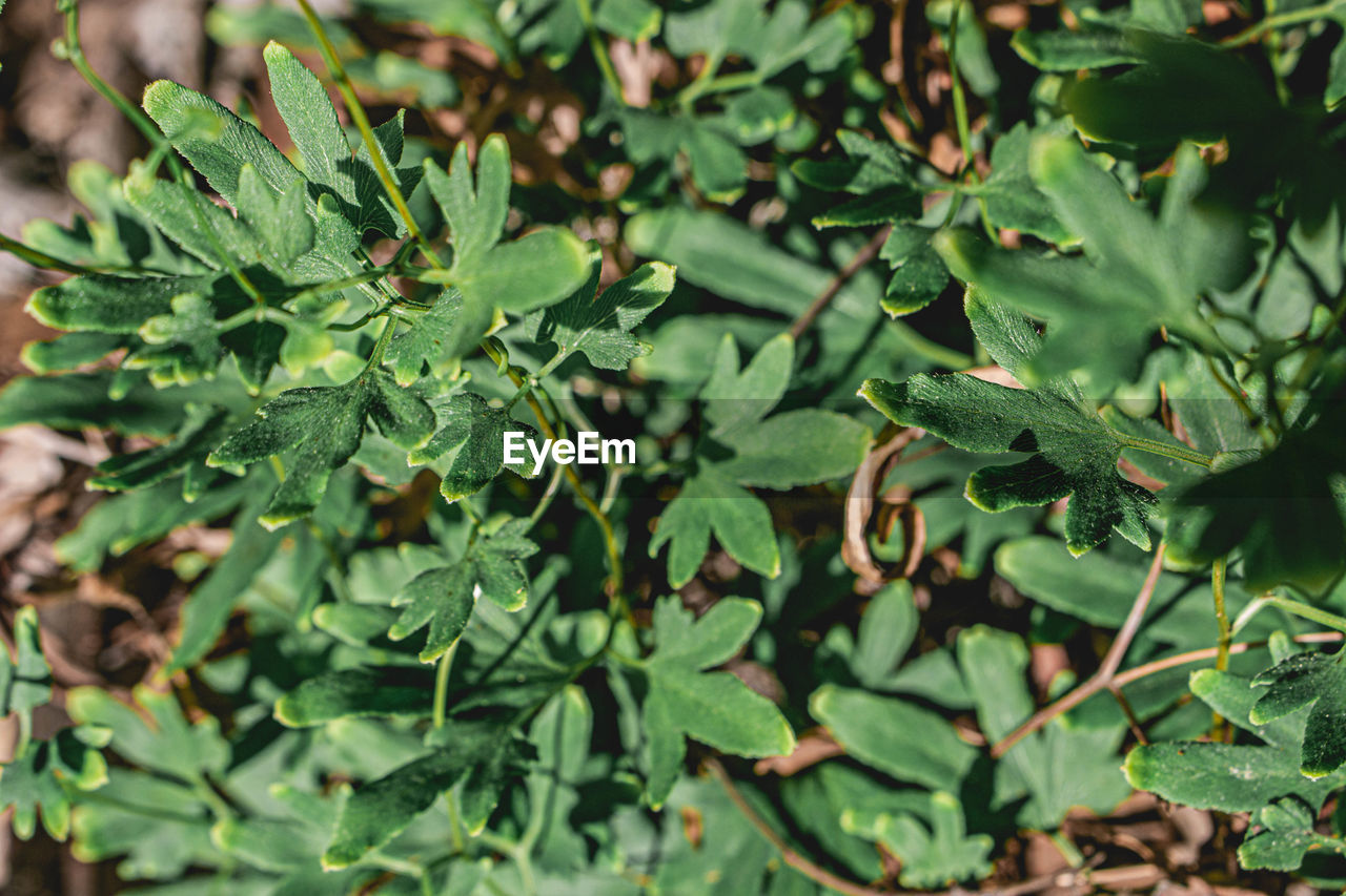 HIGH ANGLE VIEW OF LEAVES IN PLANT