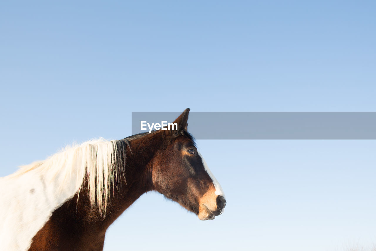 Horse standing against clear blue sky