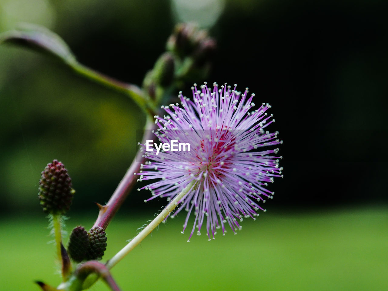 Close-up of thistle flower