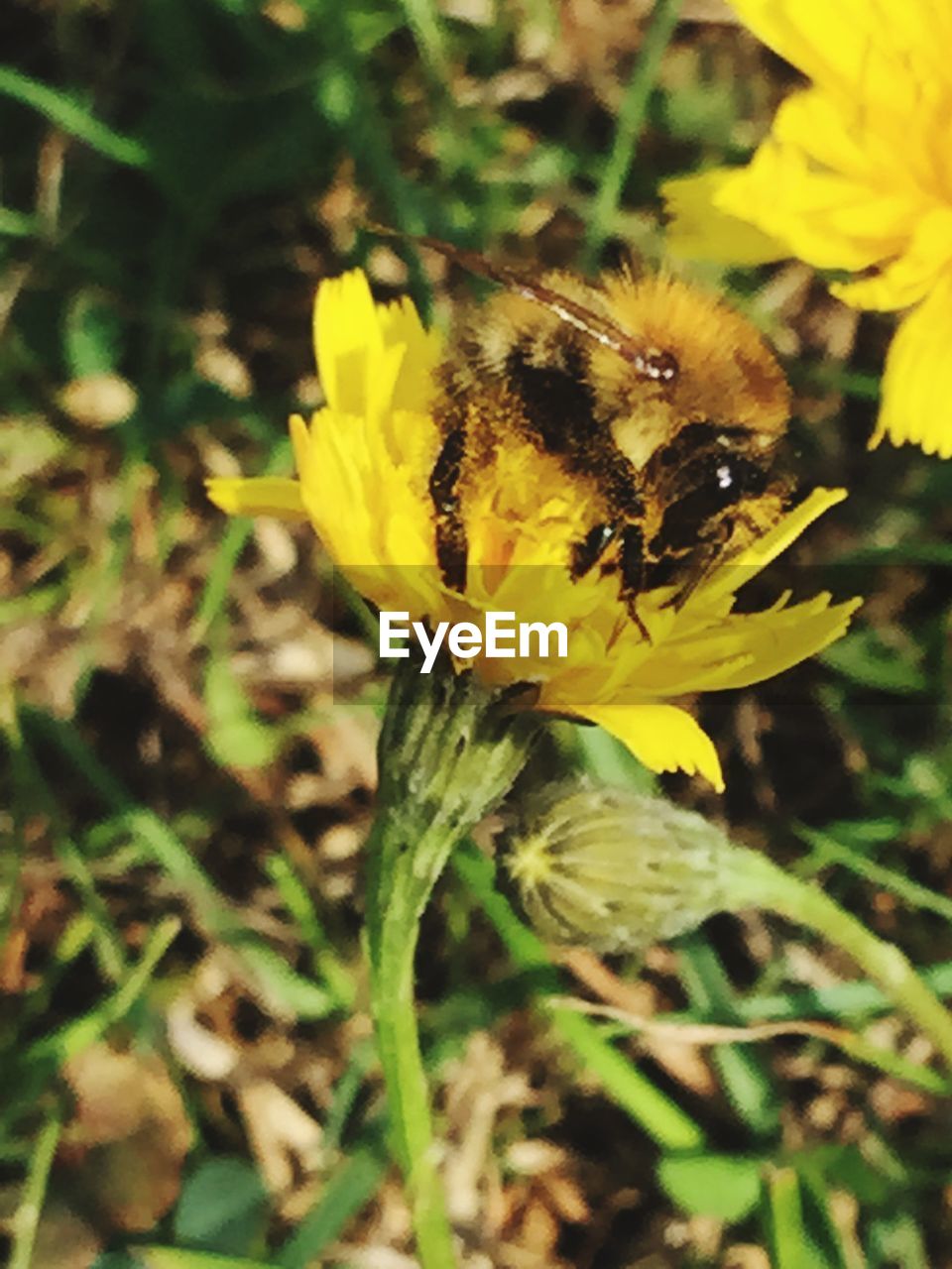 CLOSE-UP OF HONEY BEE POLLINATING ON YELLOW FLOWER