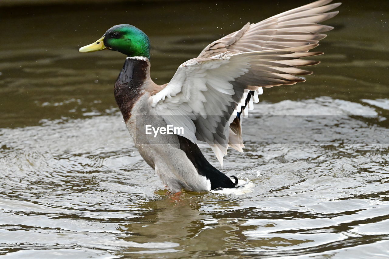 bird, animal themes, animal, animal wildlife, wildlife, duck, ducks, geese and swans, mallard, water, water bird, beak, flying, spread wings, one animal, lake, wing, nature, animal wing, motion, flapping, poultry, animal body part, no people, goose, beauty in nature, day, outdoors, feather