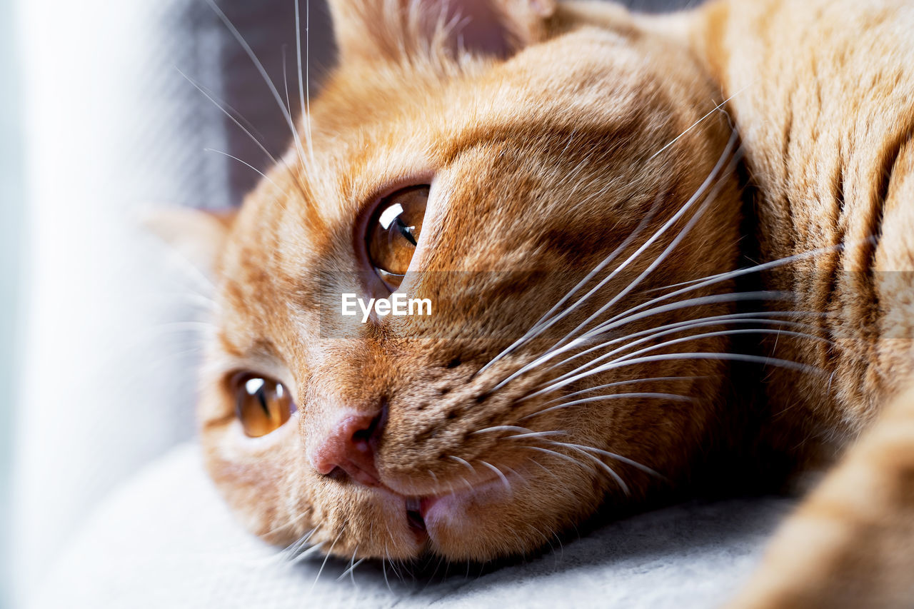 Close-up of an adult young cute tabby red cat lies with open eyes on the sofa in the room. 