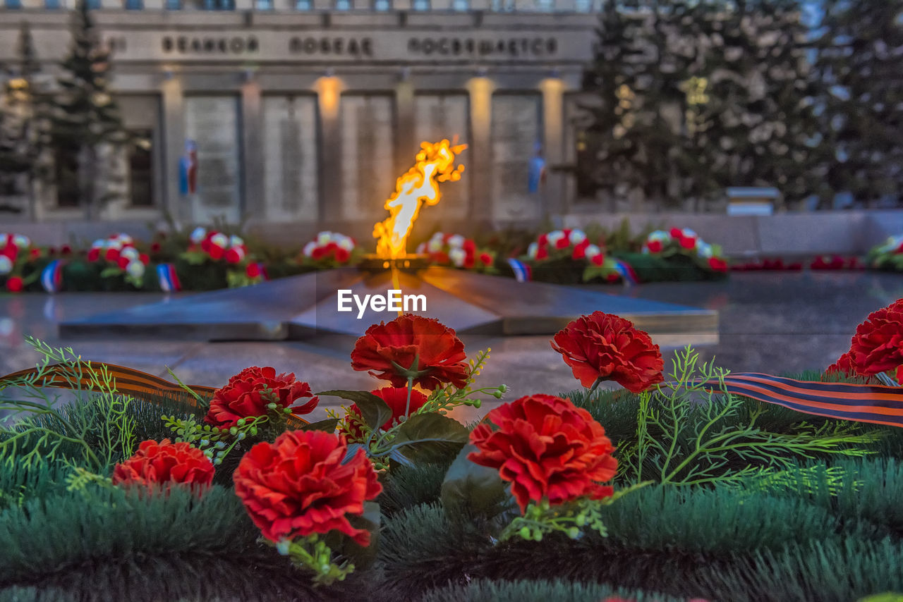 CLOSE-UP OF RED FLOWERING PLANTS WITH BUILDING IN BACKGROUND