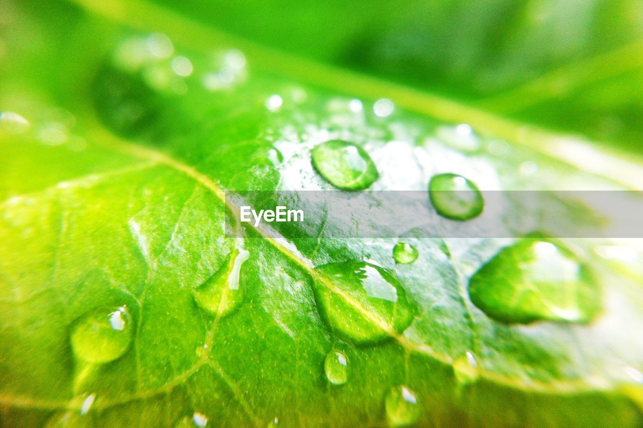 Close-up of raindrops on leaves