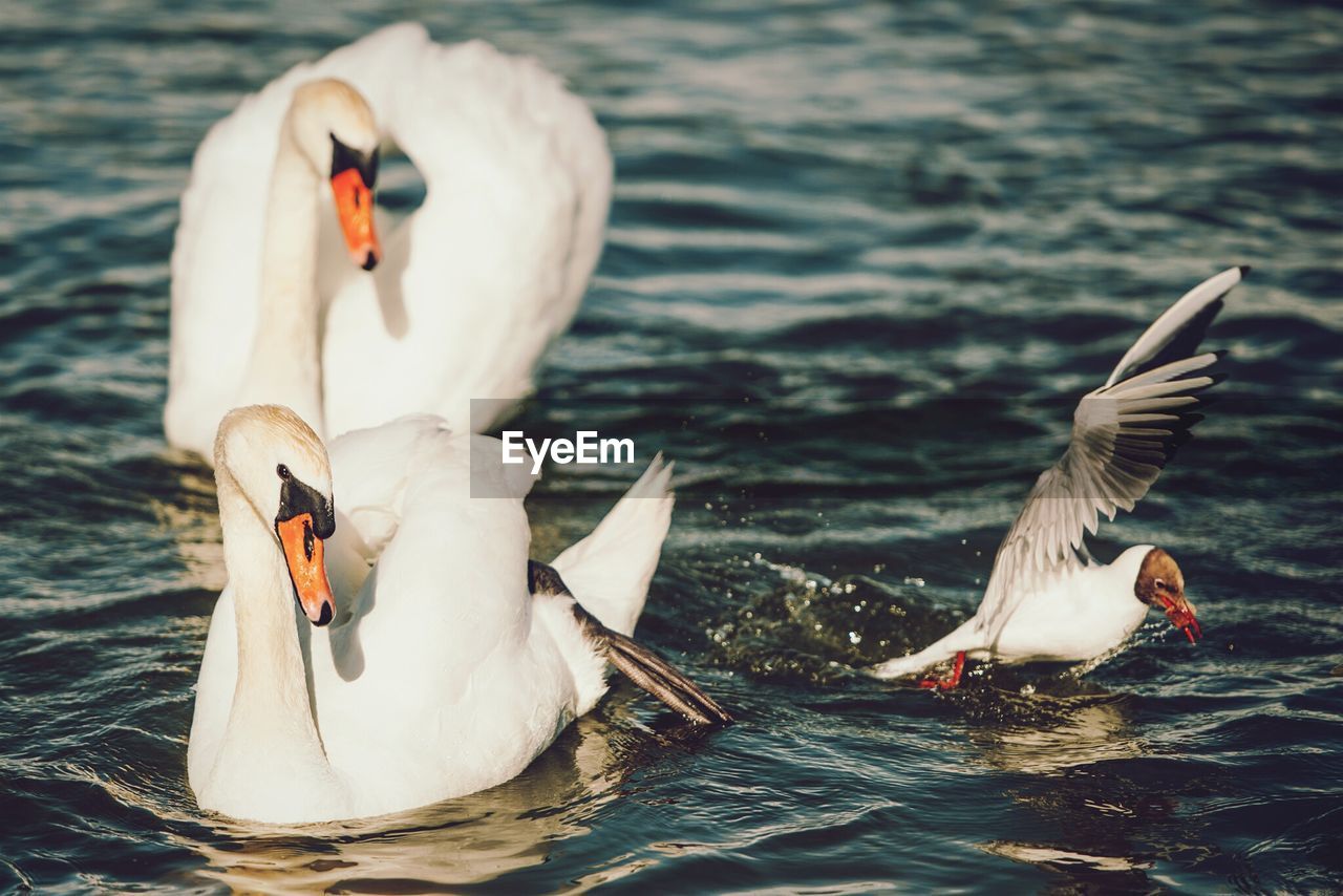 Swans swimming on lake