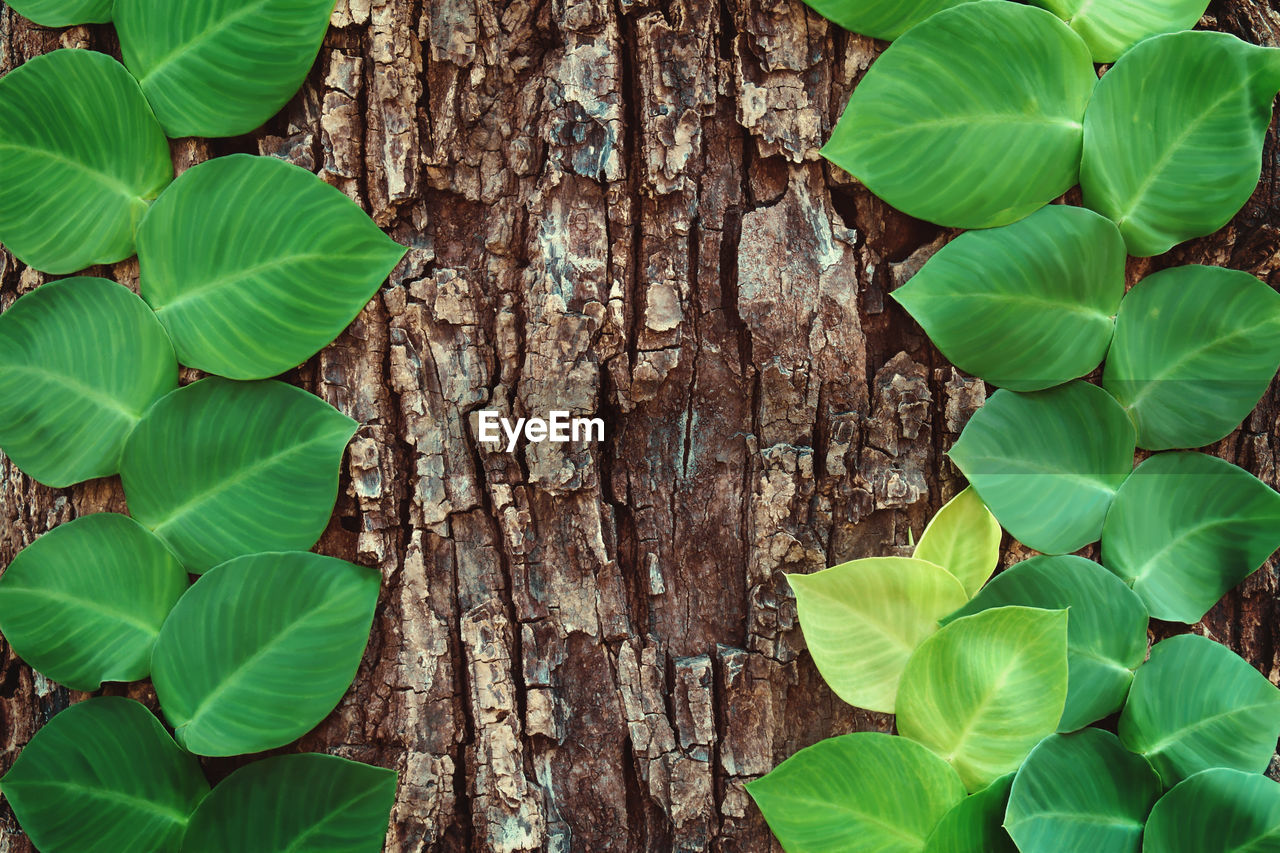 Green climbing plants on tree bark natural pattern background